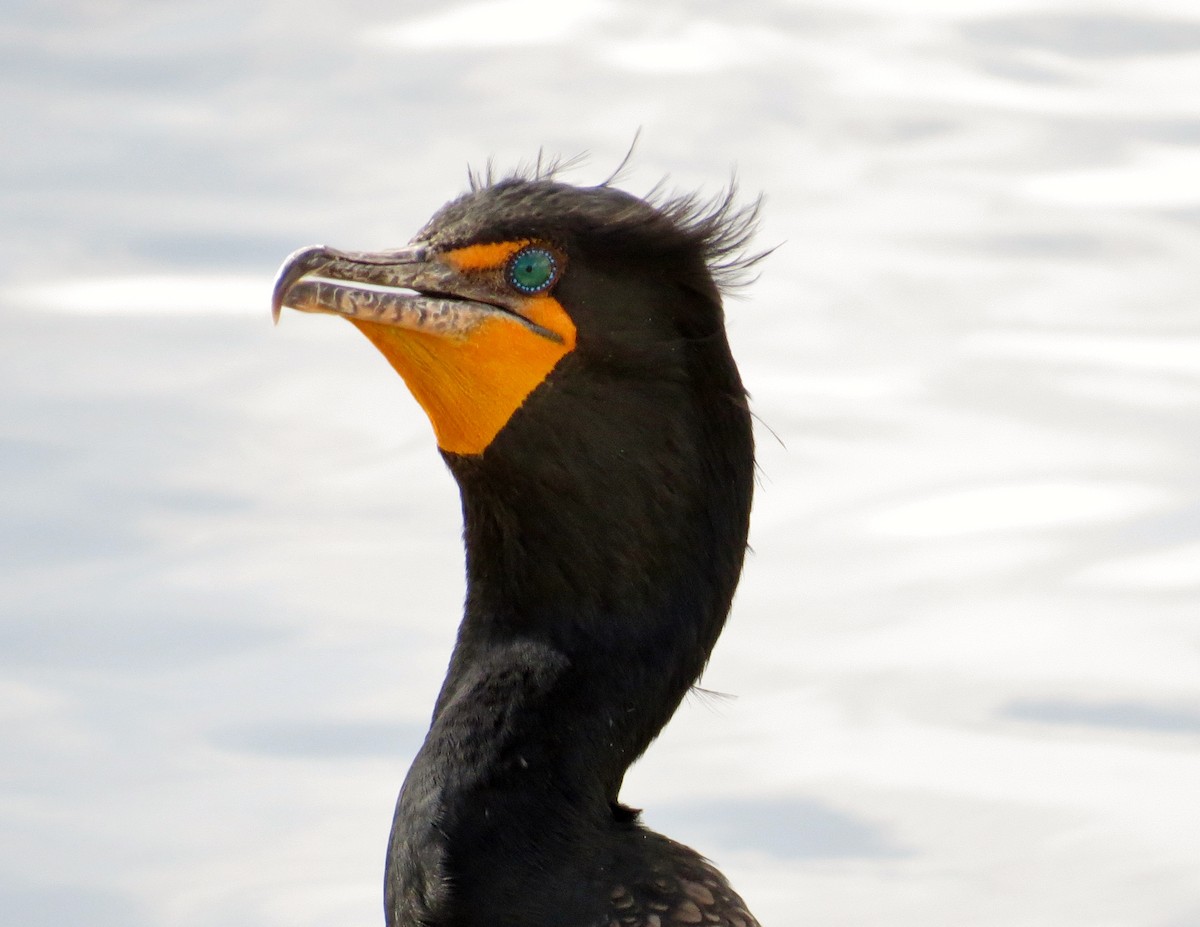 Double-crested Cormorant - Howard West