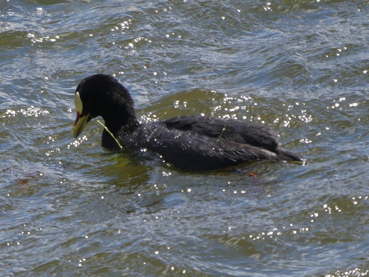 Red-gartered Coot - ML85834521