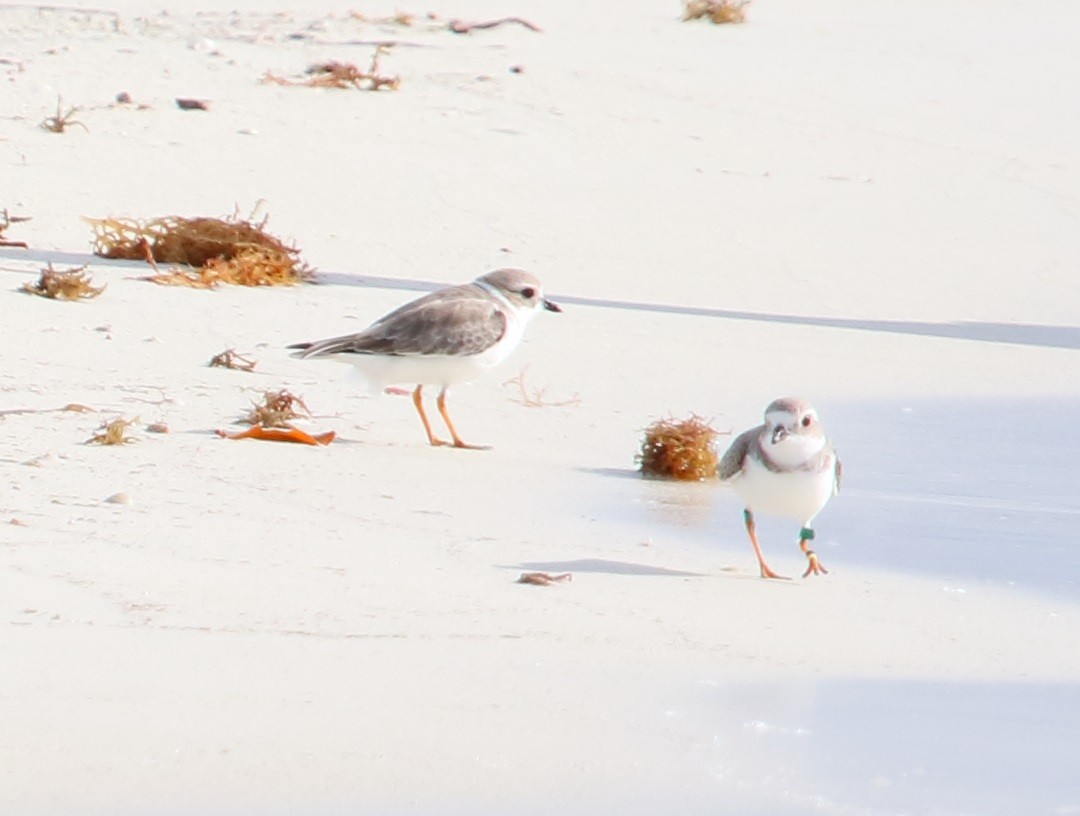 Piping Plover - Shawn Miller