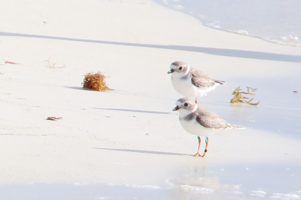 Piping Plover - ML85834581