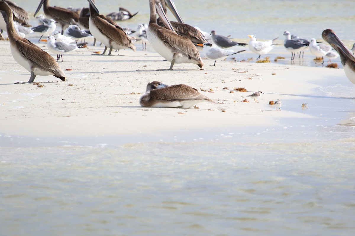 Piping Plover - ML85834591