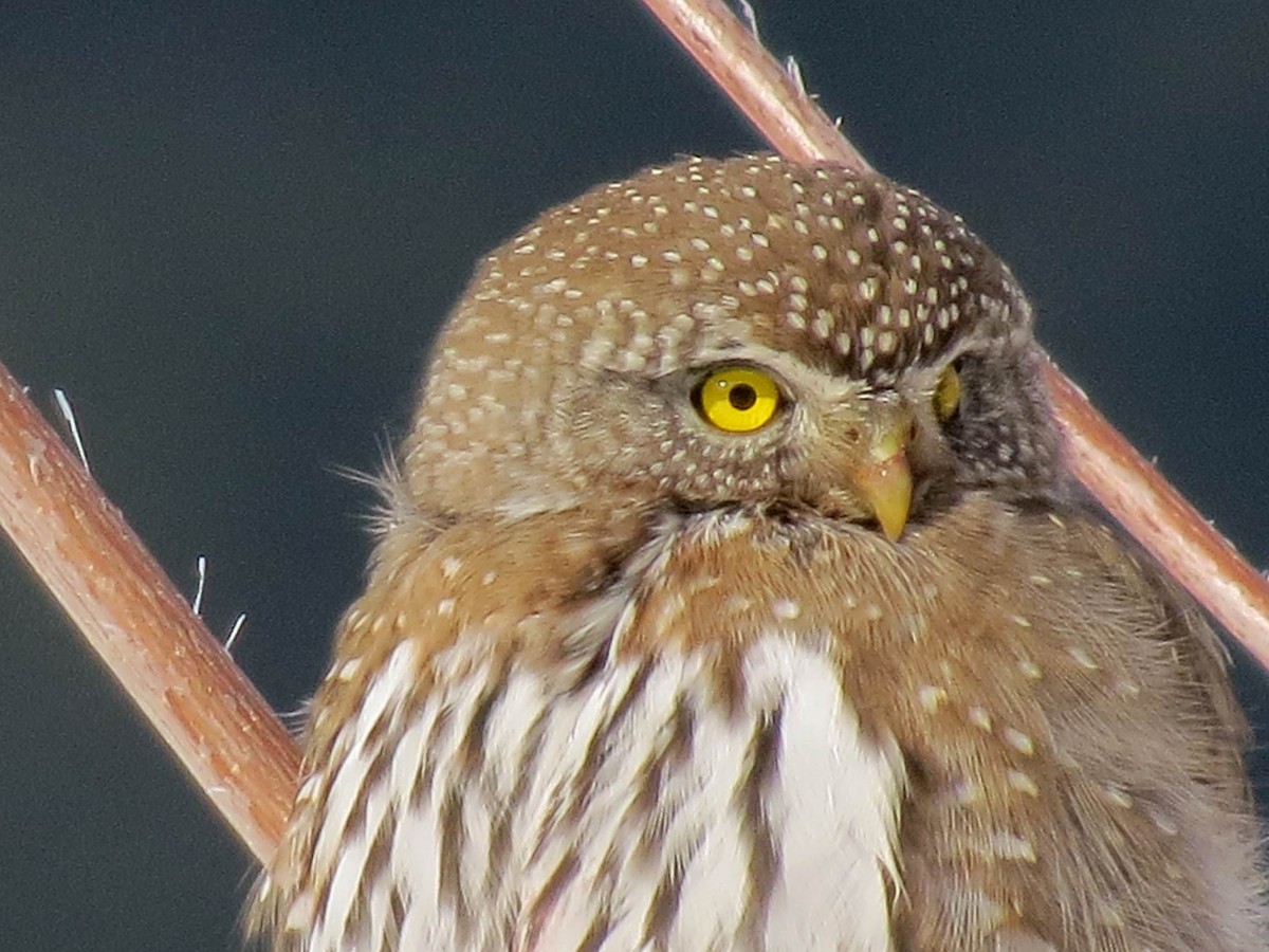 Northern Pygmy-Owl - John Tschopp