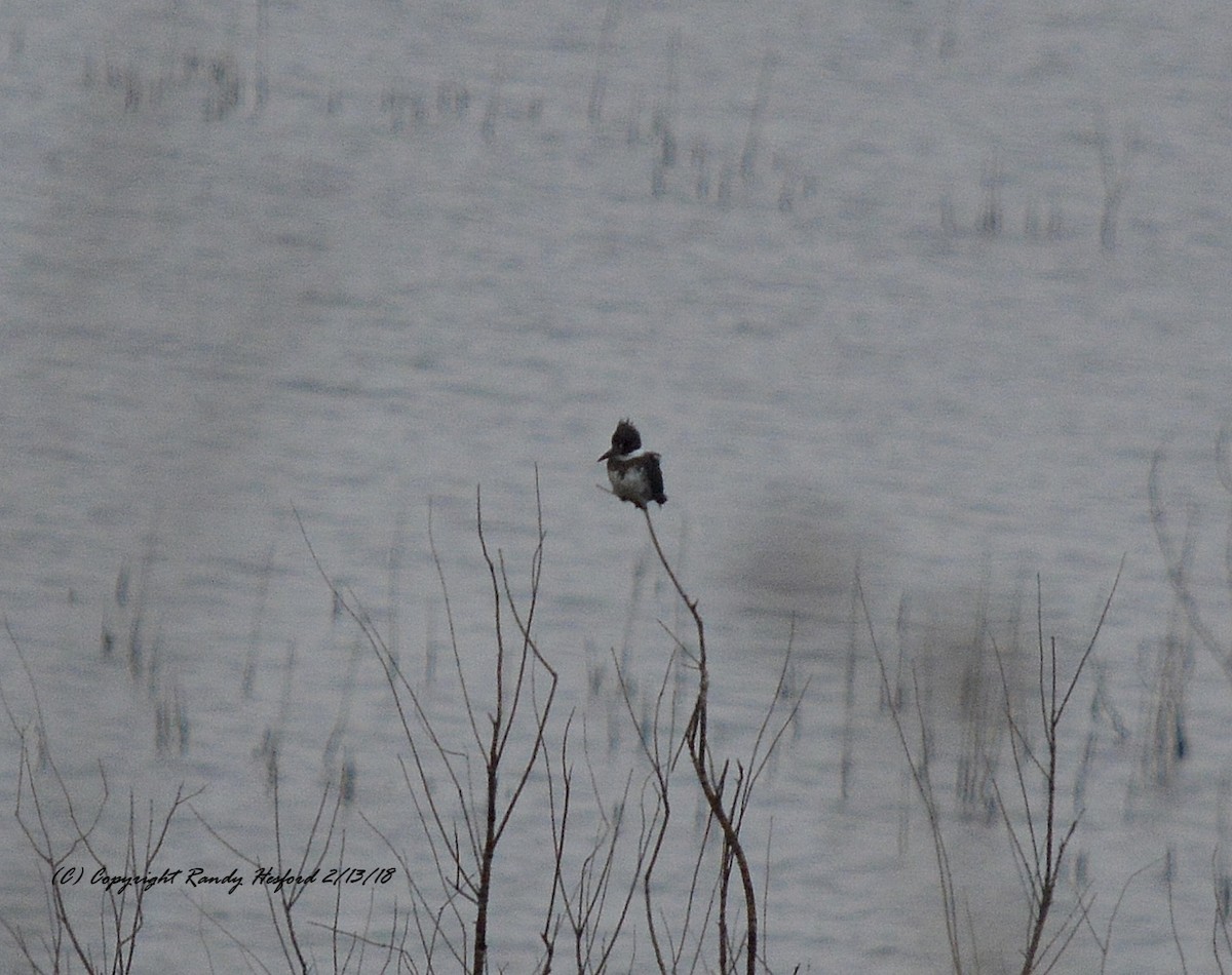 Belted Kingfisher - ML85836421