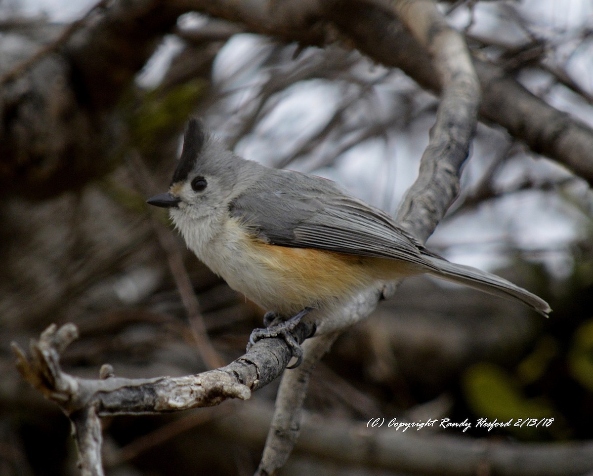 Black-crested Titmouse - Randy Hesford
