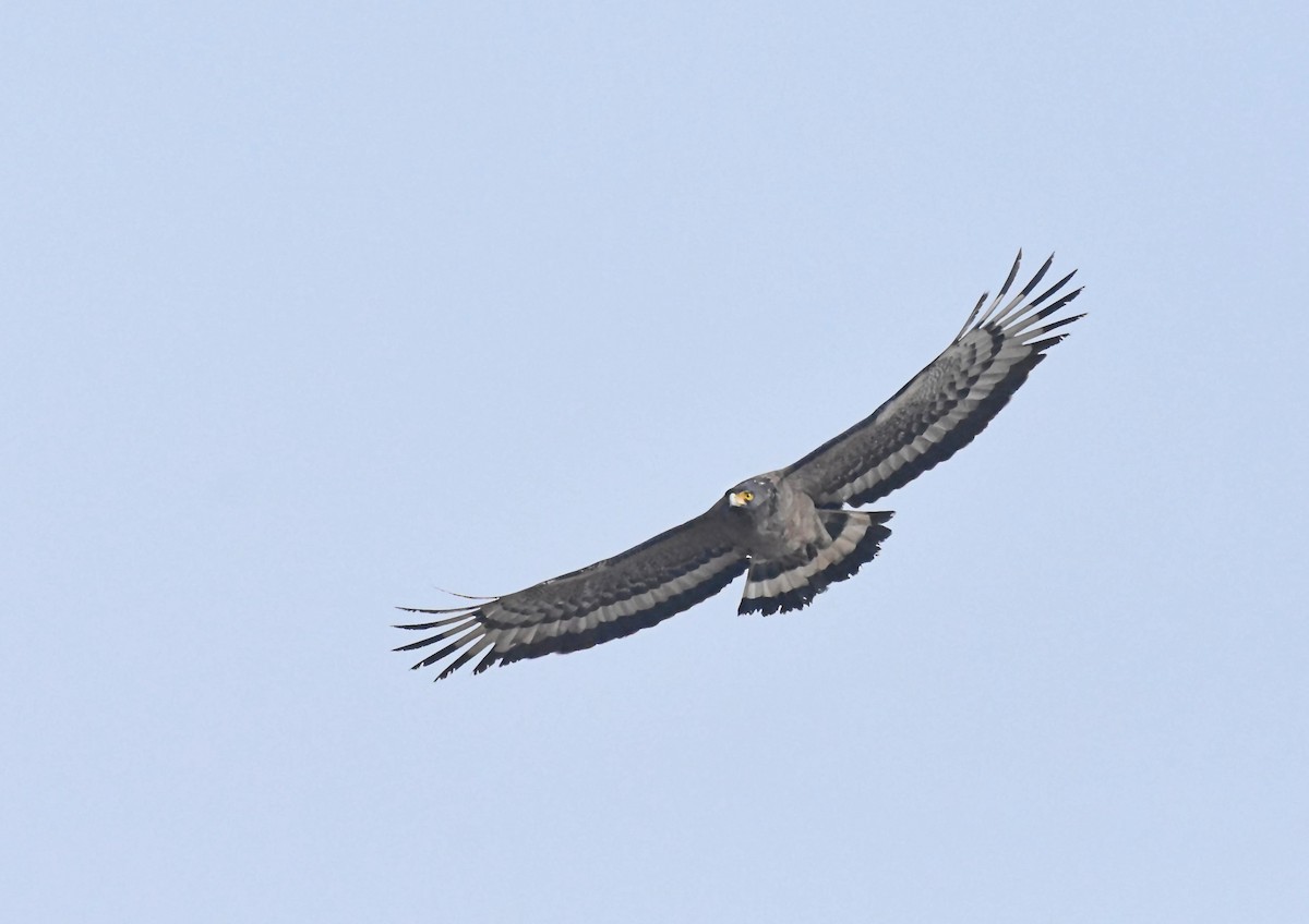Crested Serpent-Eagle - AVINASH SHARMA