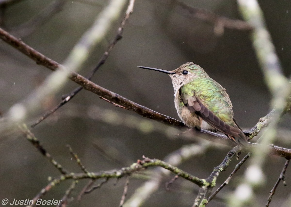 Broad-tailed Hummingbird - Justin Bosler