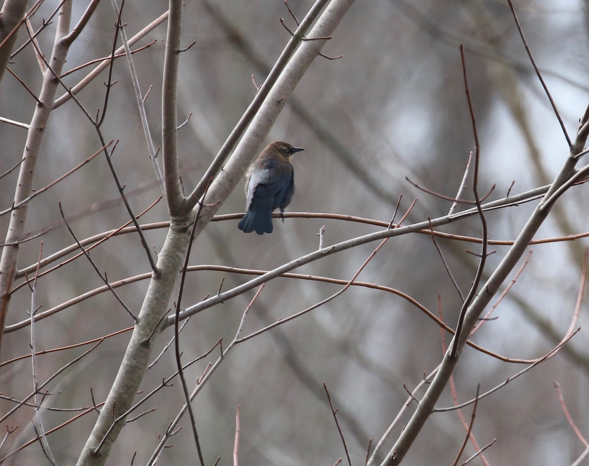 Rusty Blackbird - Pair of Wing-Nuts