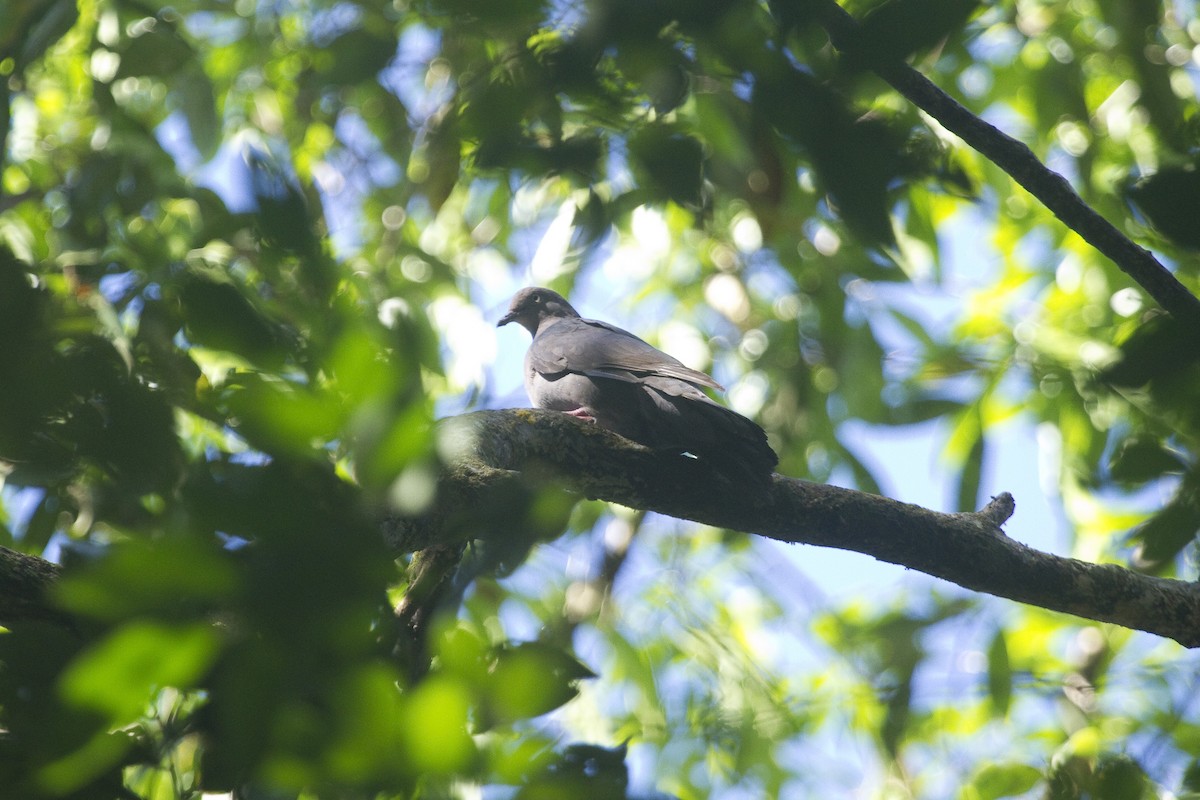 holub šedorůžový - ML85845211