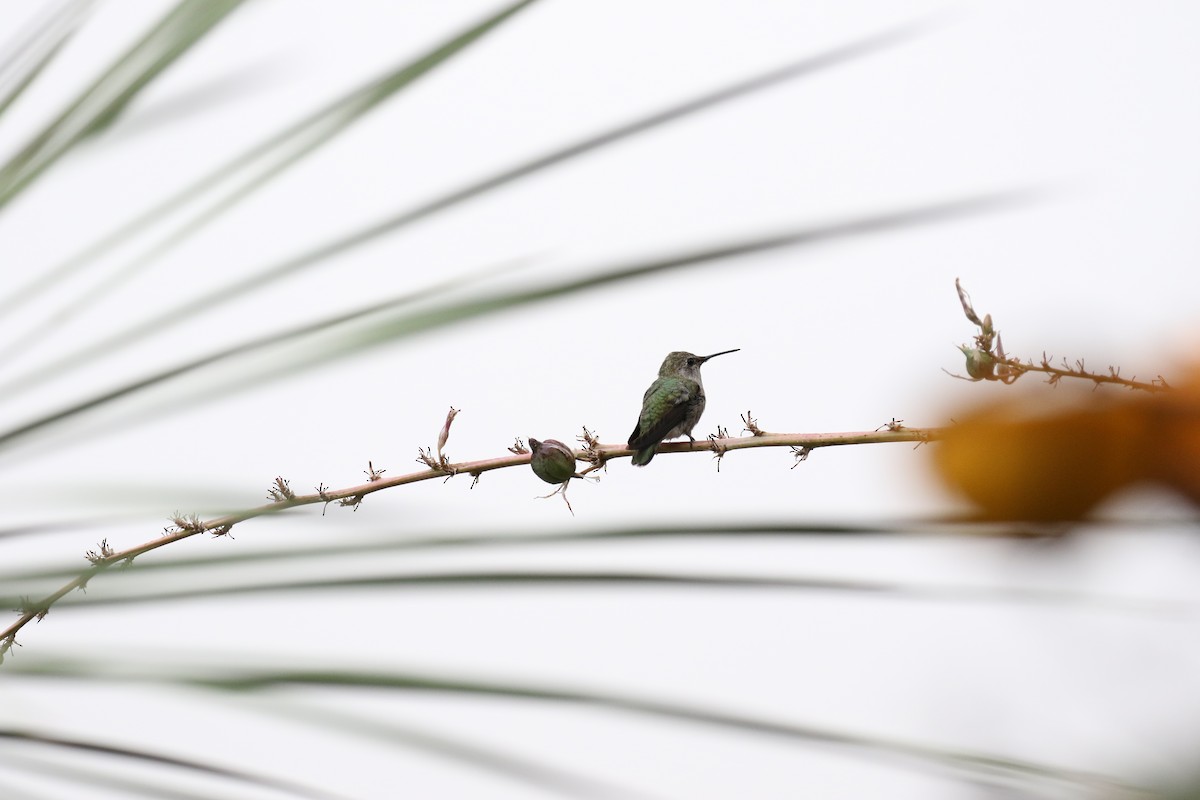 Costa's Hummingbird - Jonah  Benningfield