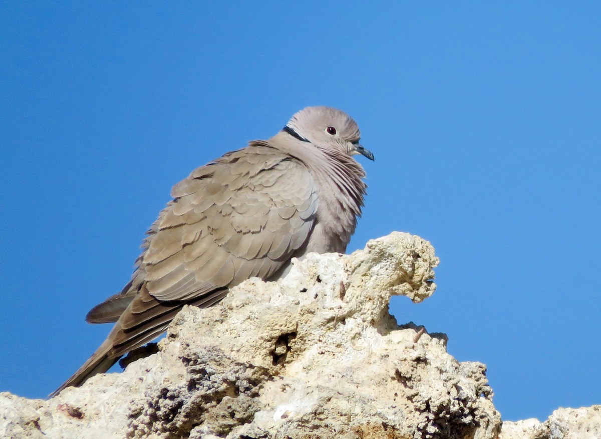 Eurasian Collared-Dove - ML85847791
