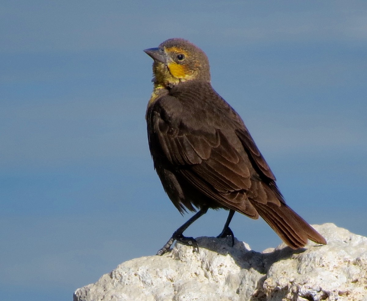 Yellow-headed Blackbird - ML85847871