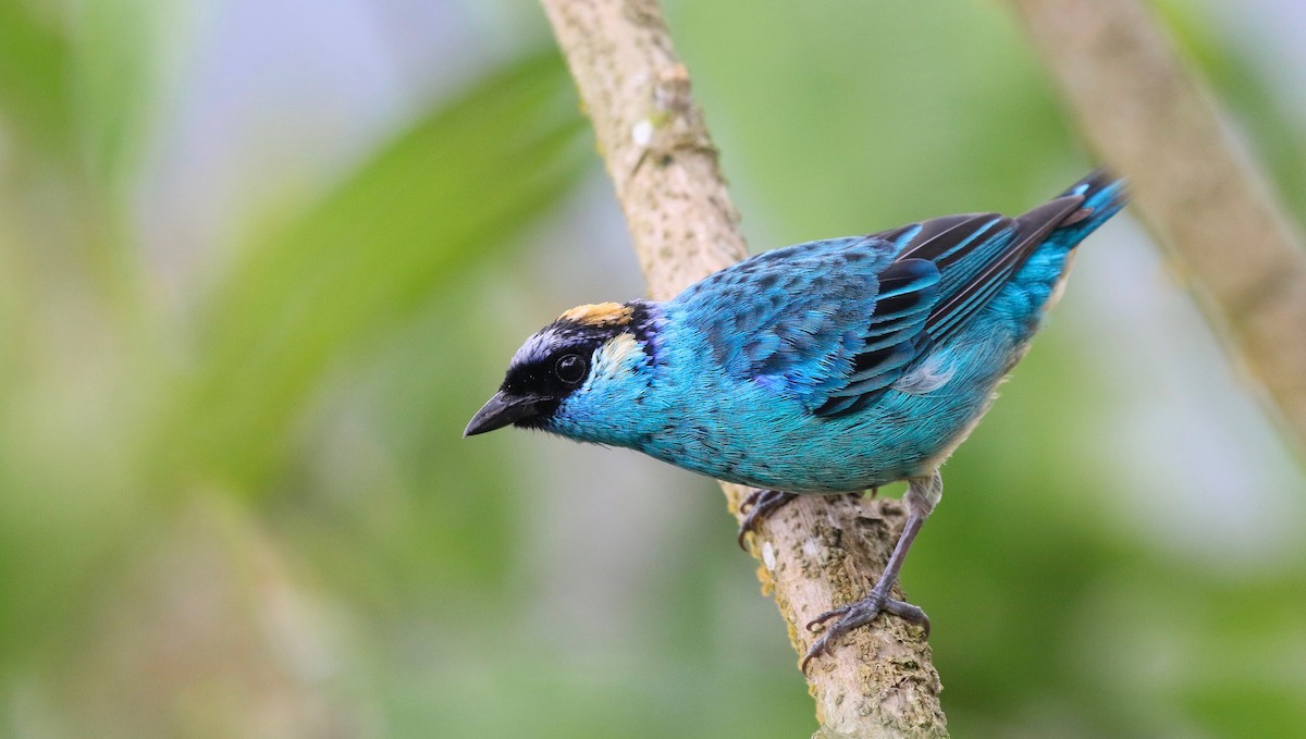 Golden-naped Tanager - ML85849051