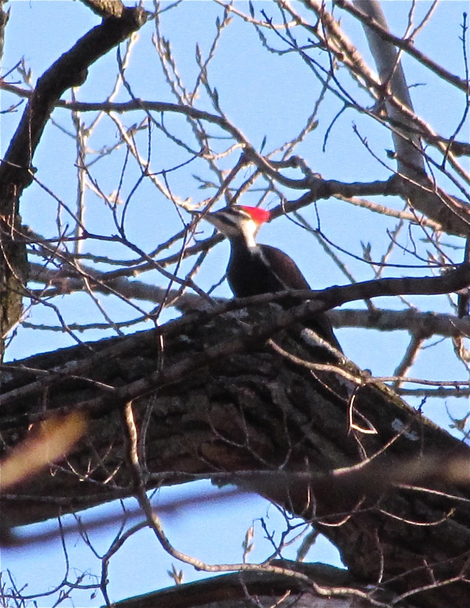 Pileated Woodpecker - ML85851581