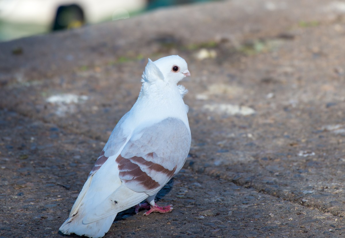 Сизый голубь (Одомашненного типа) - ML85856051