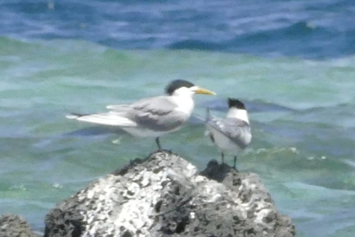 Great Crested Tern - ML85857061