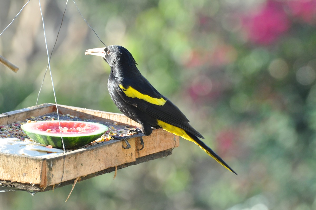 Yellow-winged Cacique - ML85860981