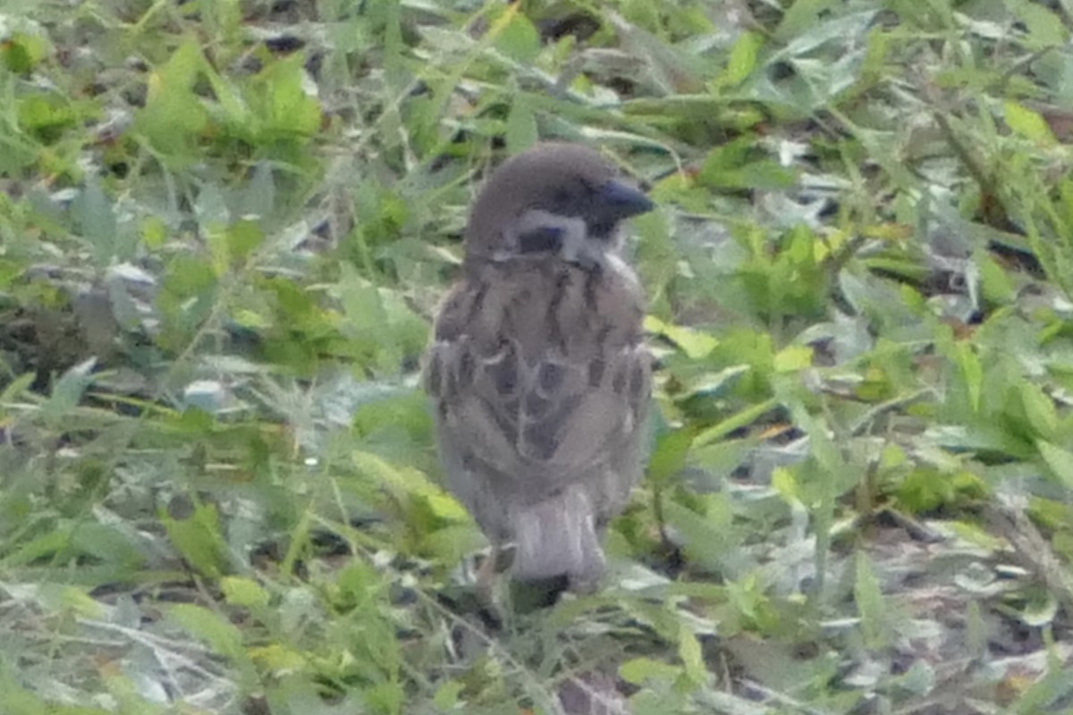 Eurasian Tree Sparrow - ML85861801