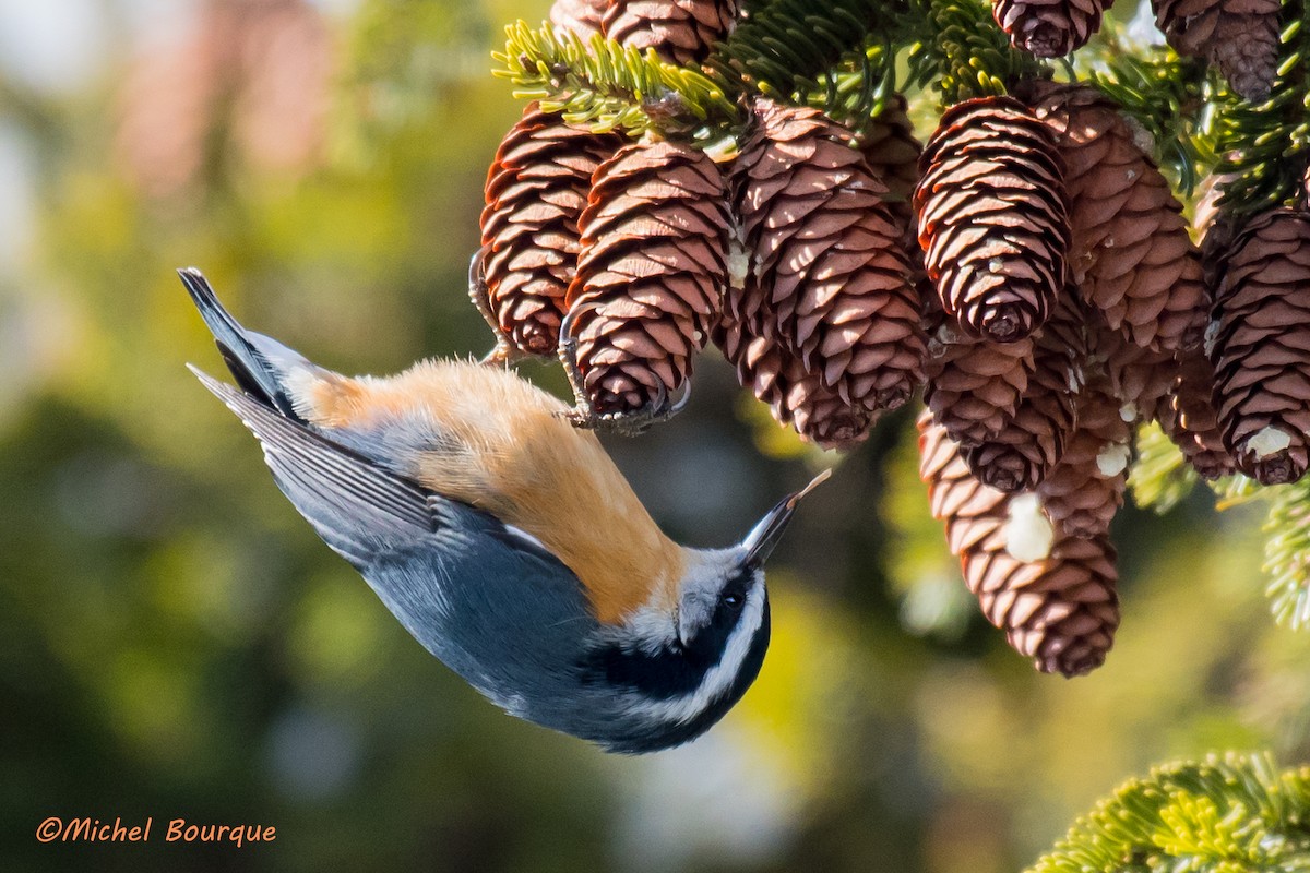 Red-breasted Nuthatch - Michel Bourque