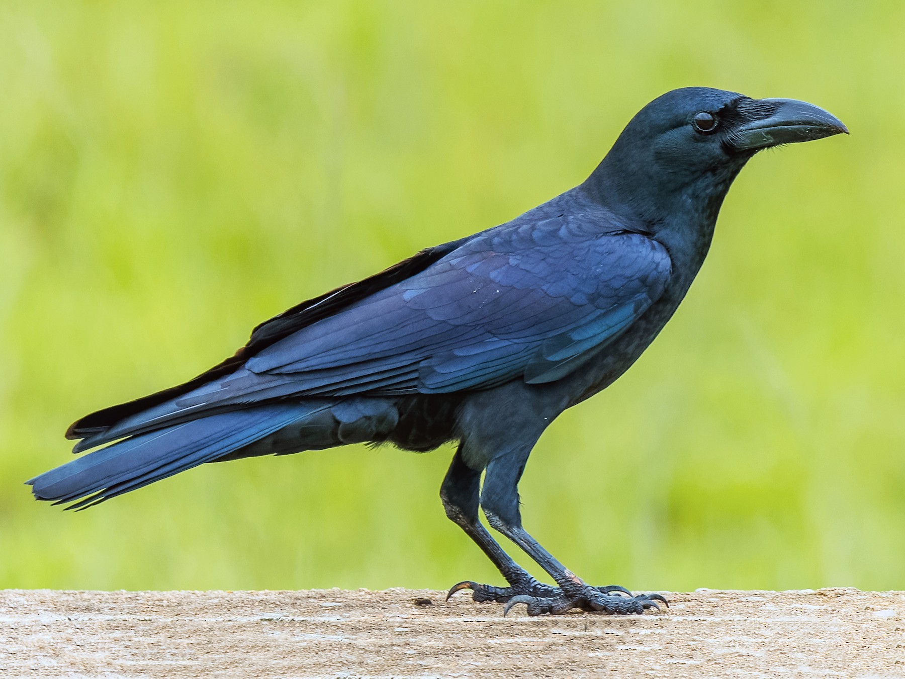 Large-billed Crow - eBird