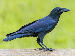  - Large-billed Crow
