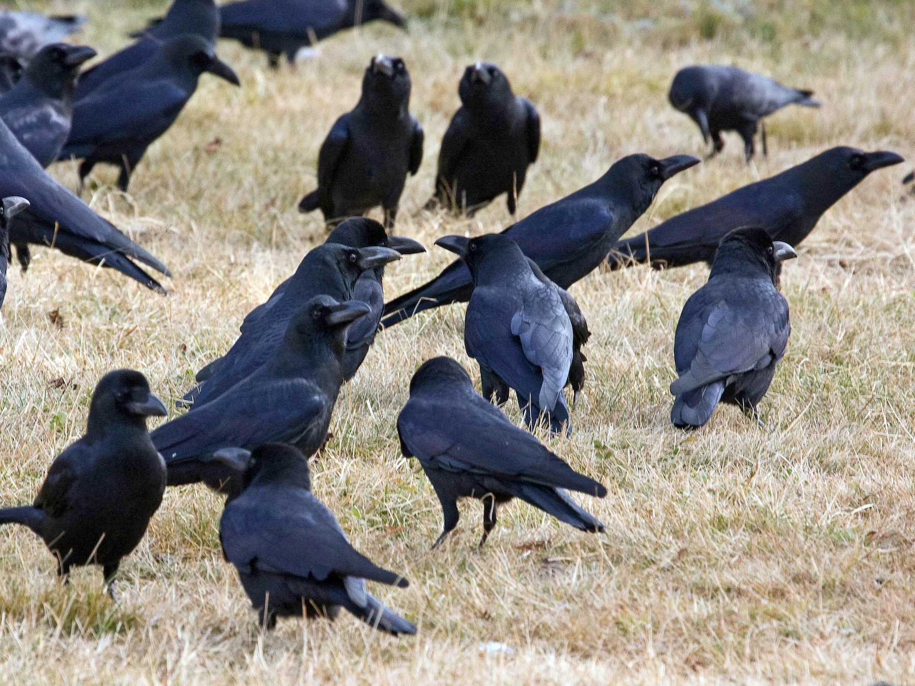 large-billed-crow-ebird