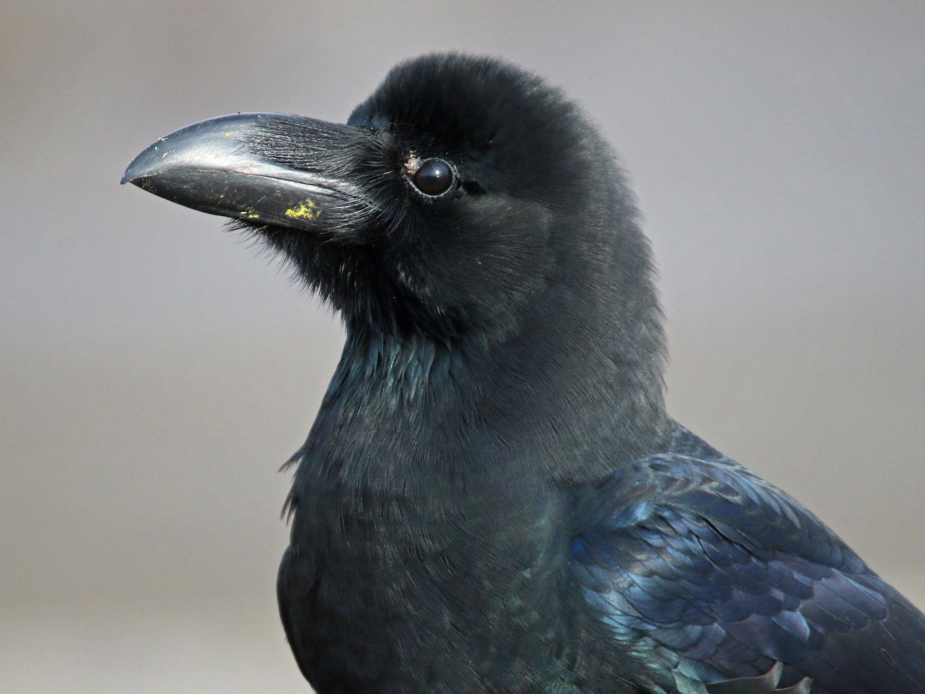 Large-billed Crow - Ian Davies