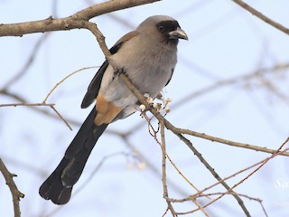  - Gray Treepie