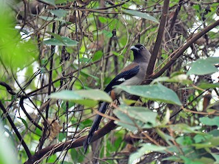 - Gray Treepie