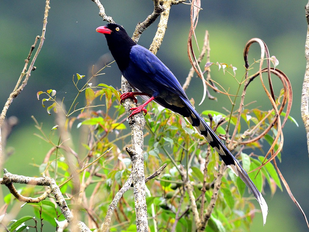 Taiwan Blue-Magpie - 文傑 CHUNG