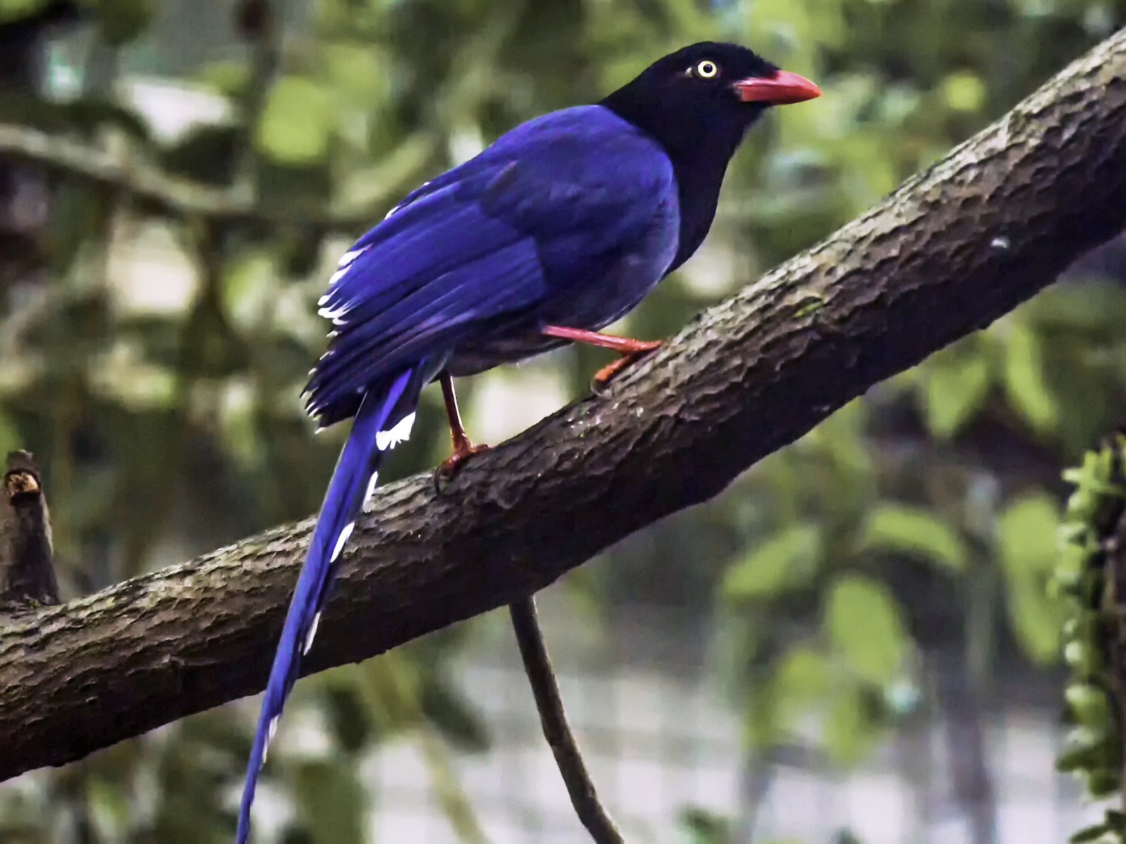 Taiwan Blue-Magpie - tukung lin