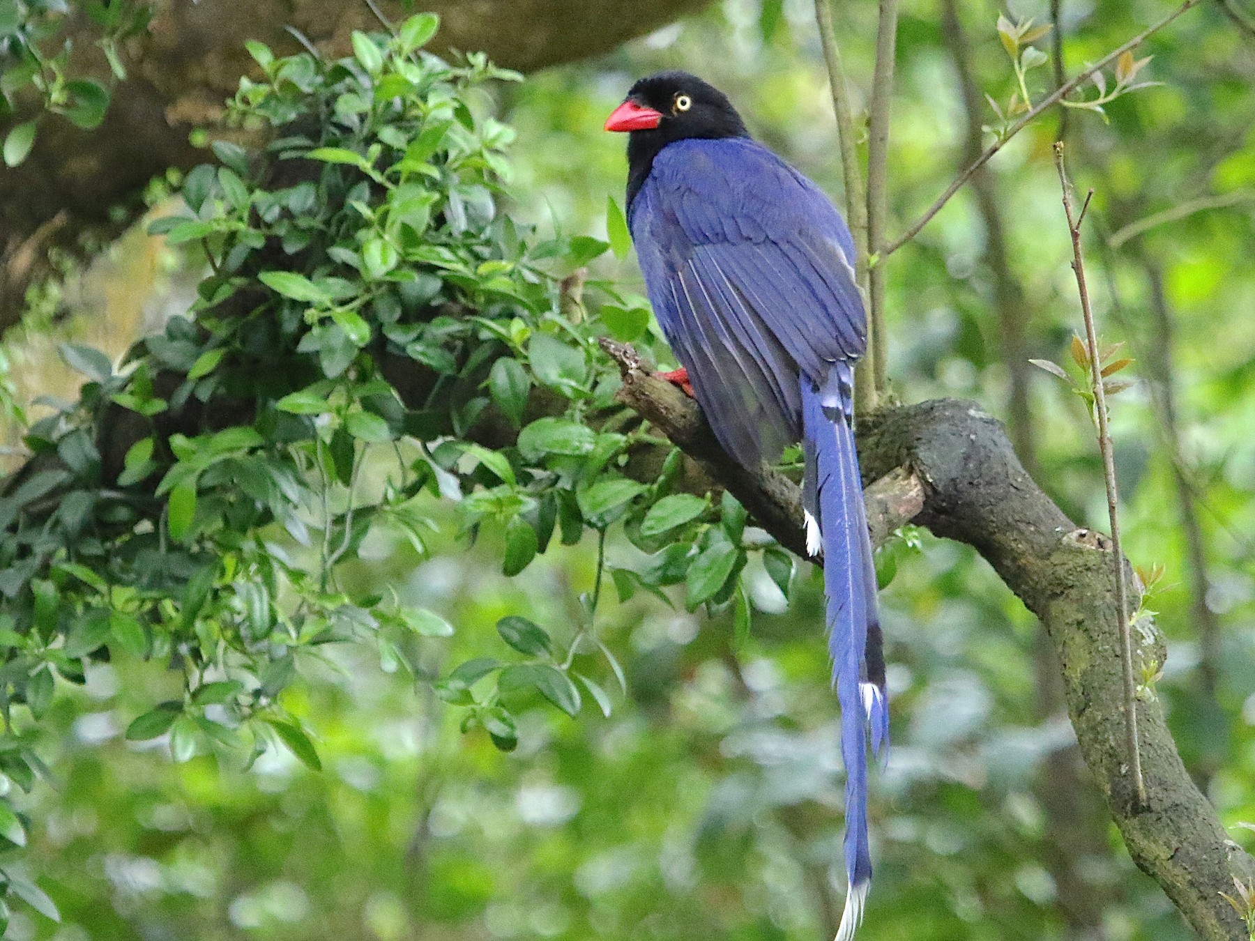 Taiwan Blue-Magpie - Gil Ewing