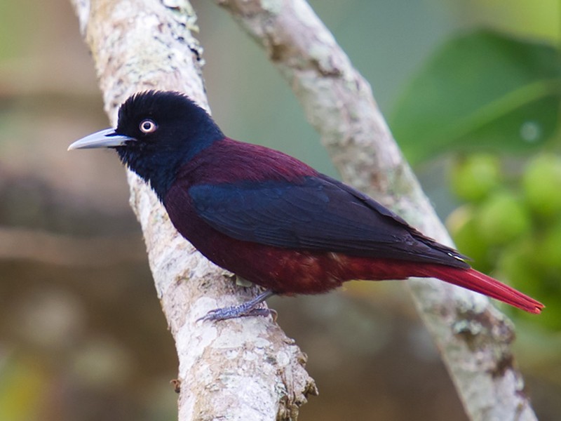 Maroon Oriole - Craig Brelsford