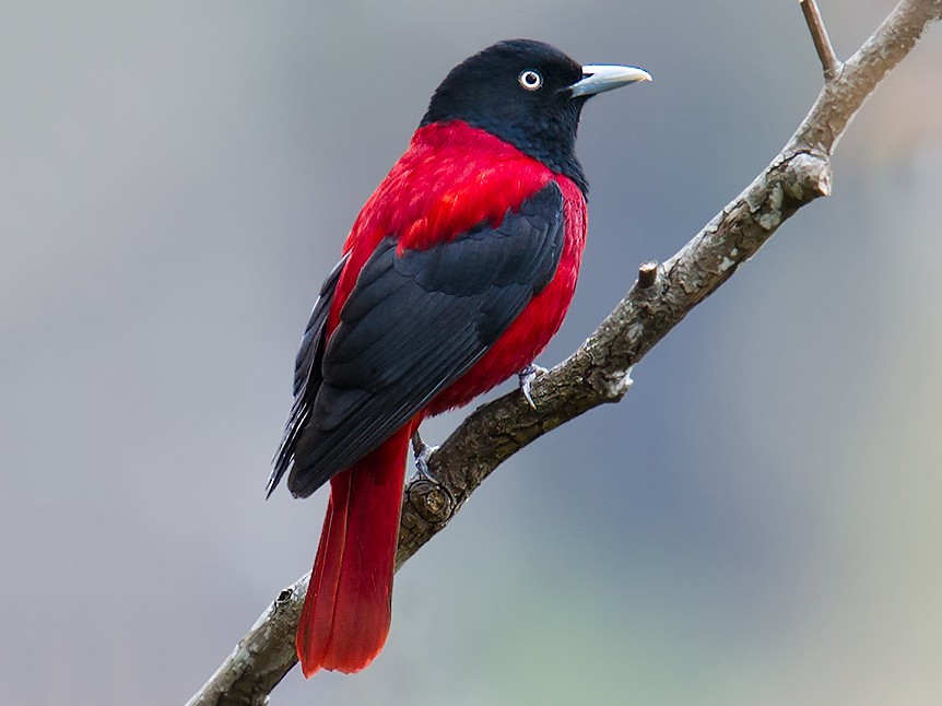 Maroon Oriole - eBird