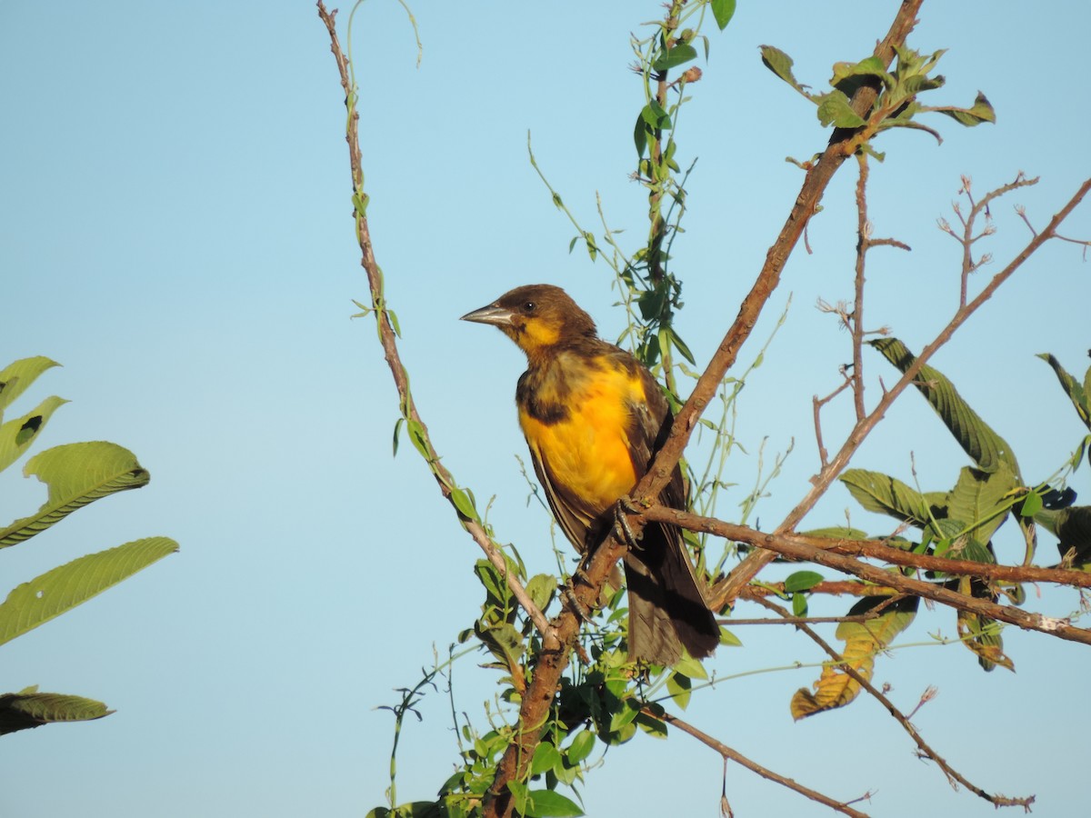 Yellow-rumped Marshbird - Edvaldo Júnior