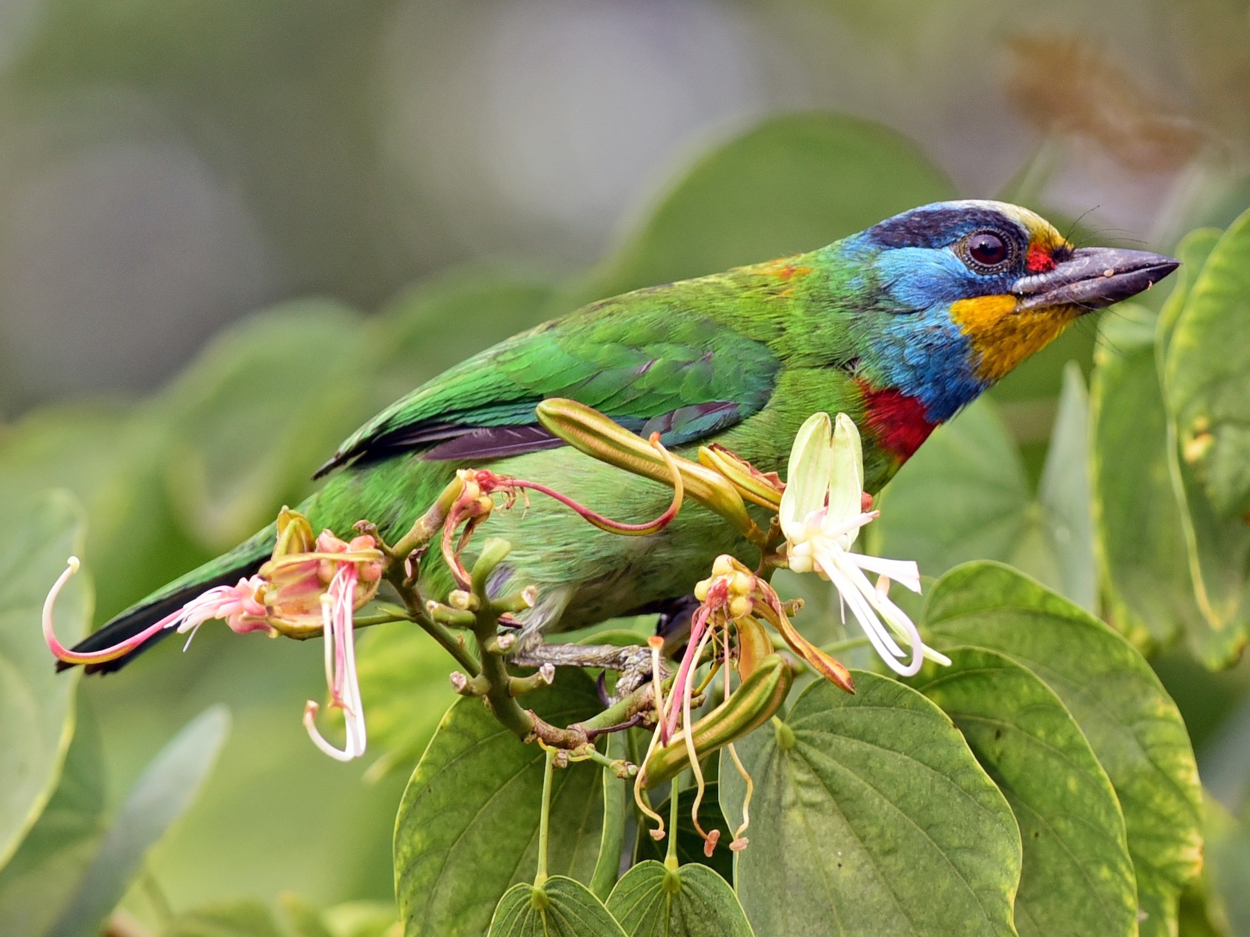 Taiwan Barbet - Ta-Chih Chen