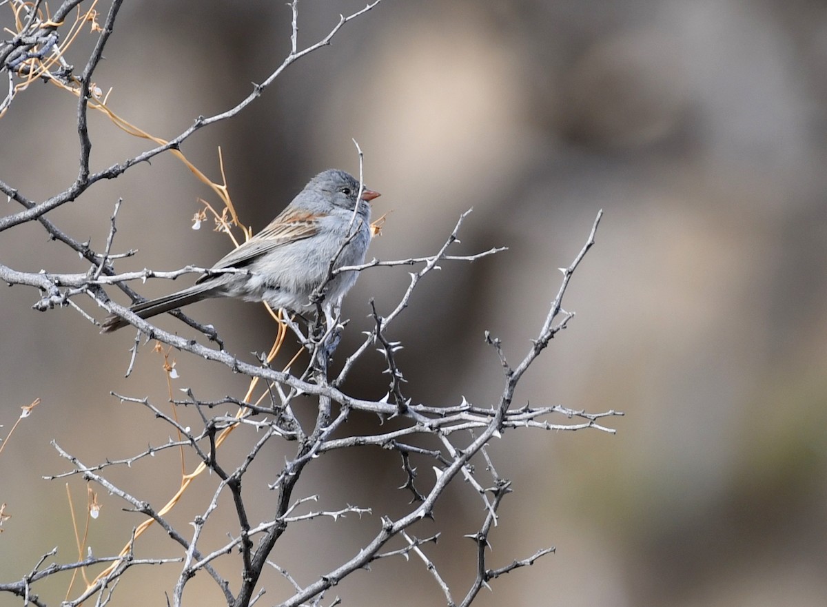 Black-chinned Sparrow - Timothy Spahr