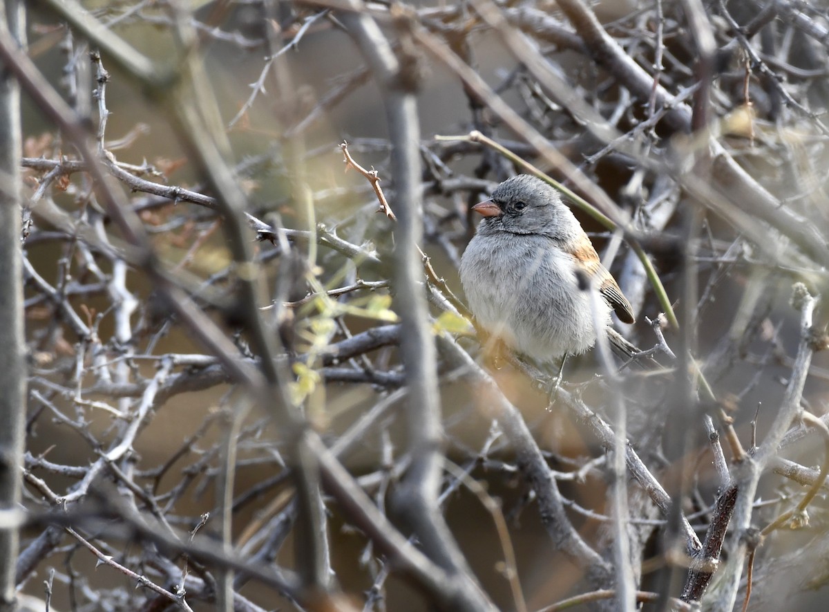 Black-chinned Sparrow - ML85867811
