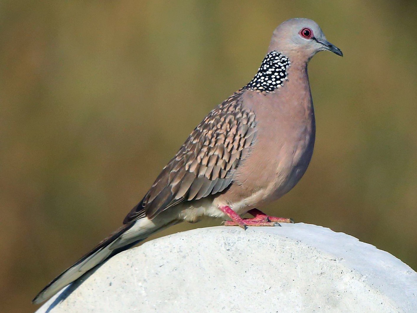 Spotted Dove - Albin Jacob