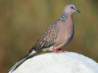  - Spotted Dove