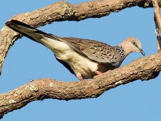  - Spotted Dove