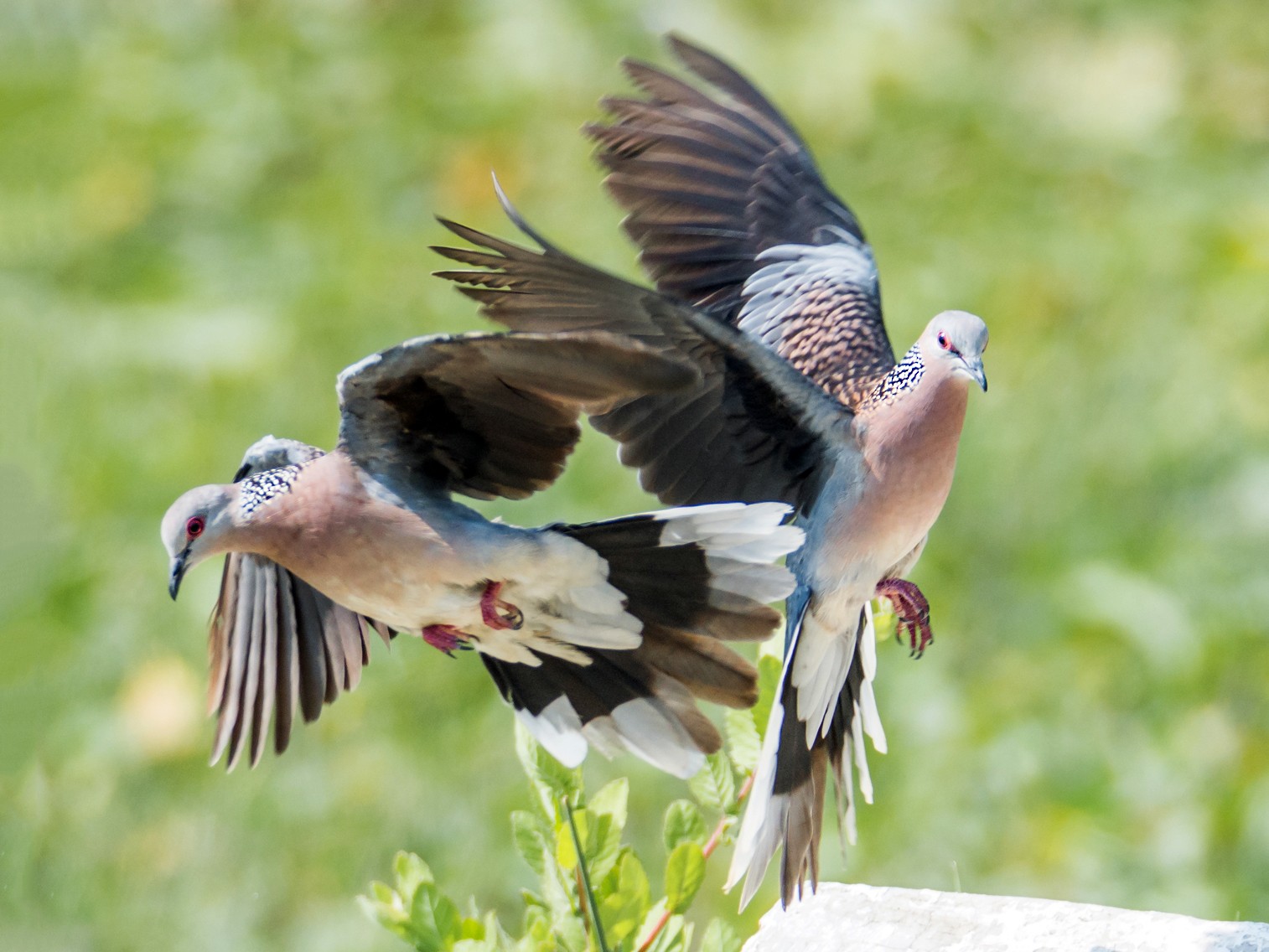 Spotted Dove - eBird