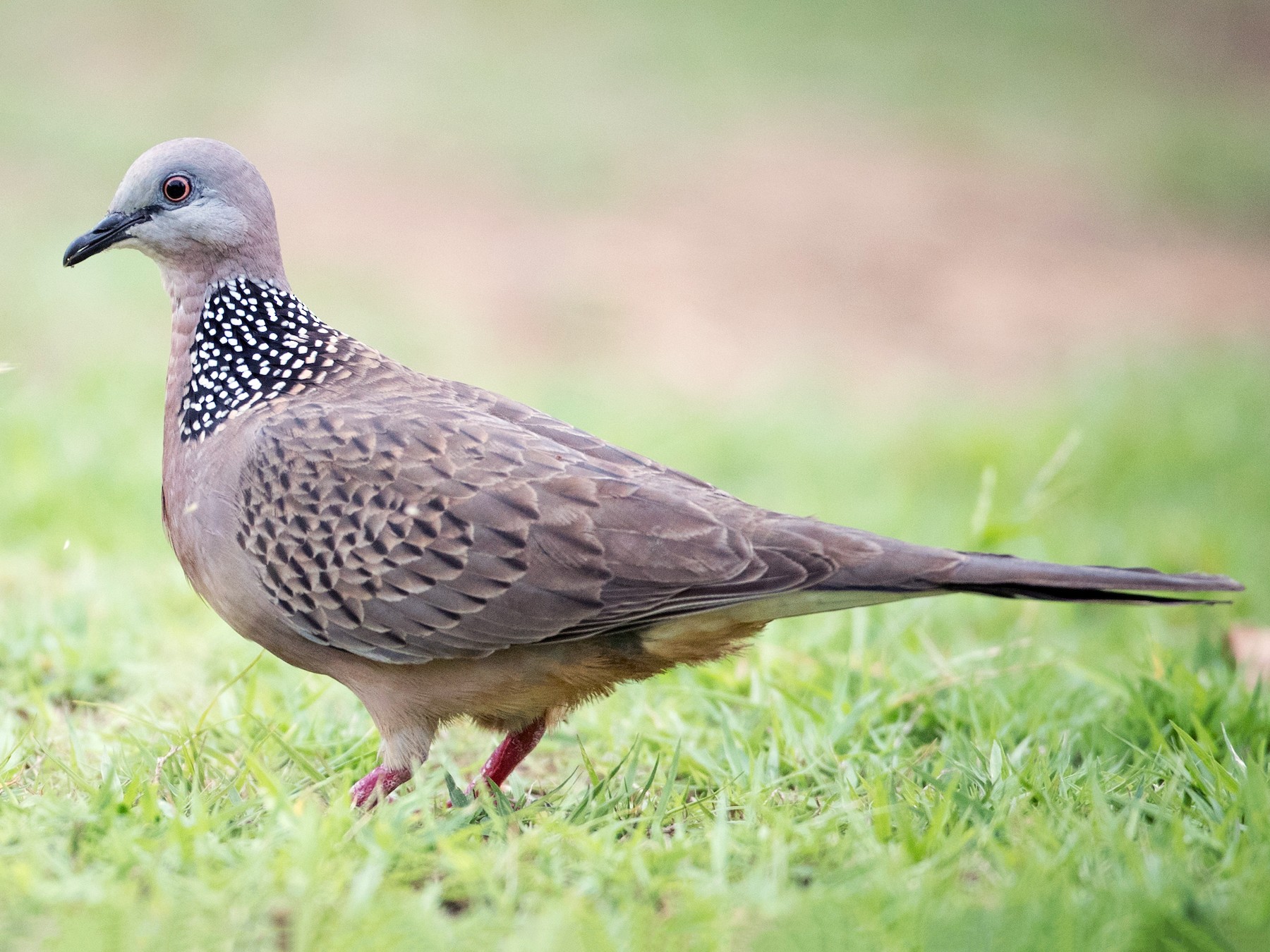 Spotted Dove - Ian Davies