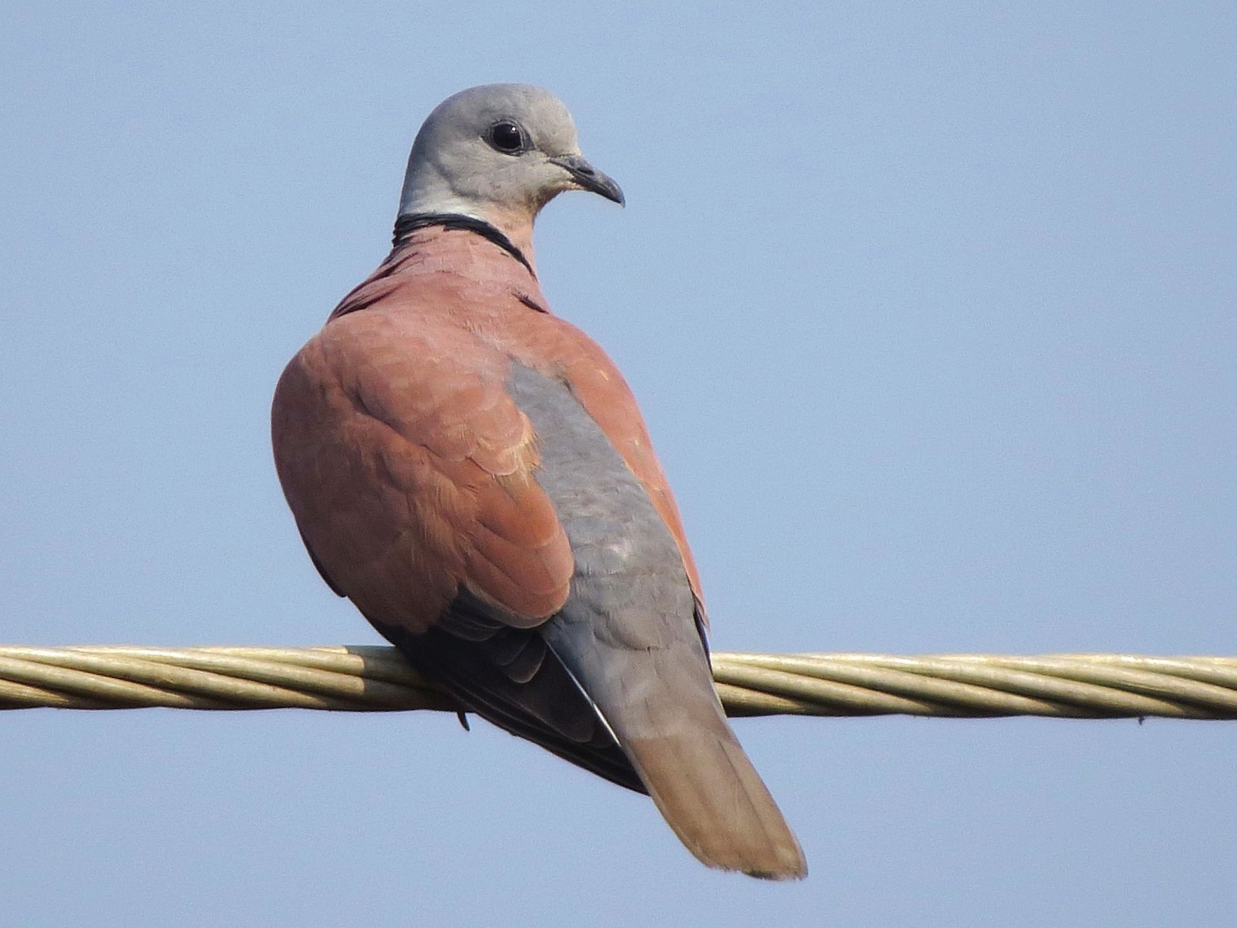 Red Collared-Dove - Abhinand C