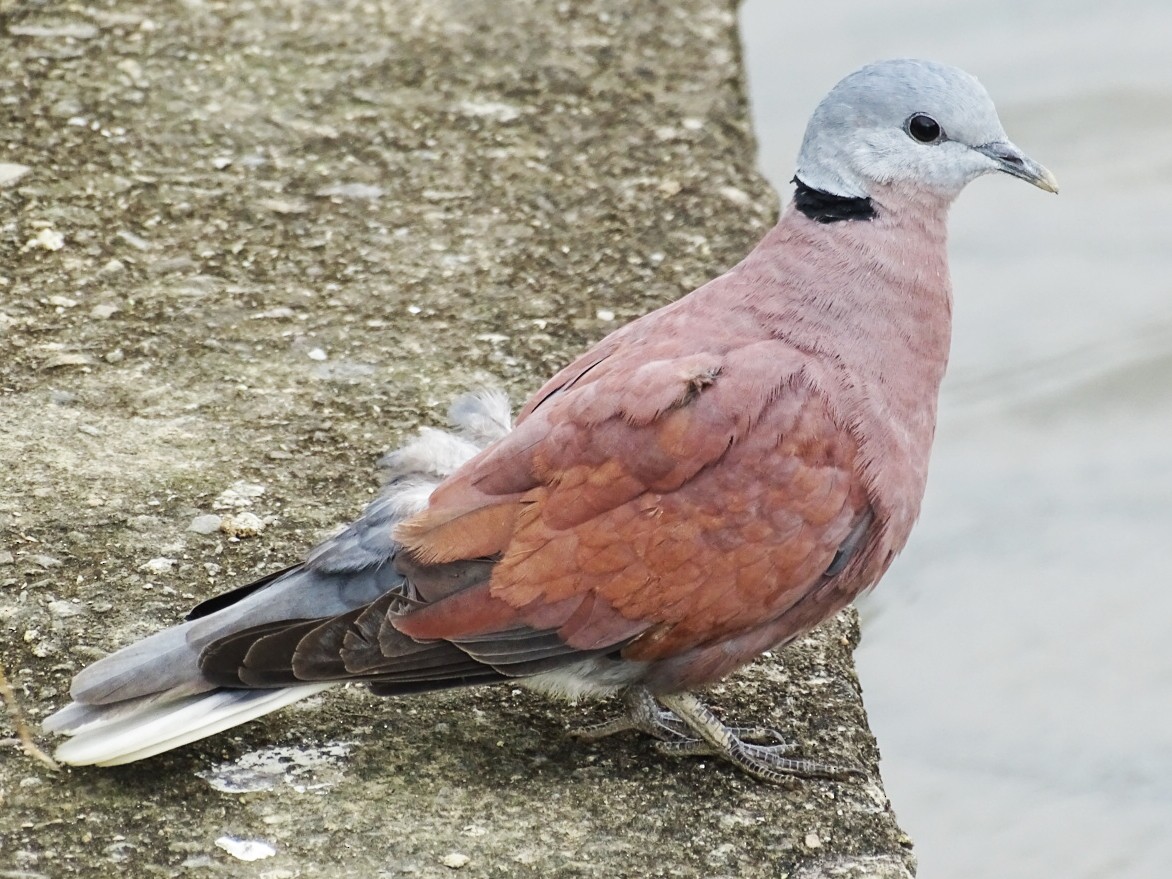 Red Collared-Dove - Tom Liao