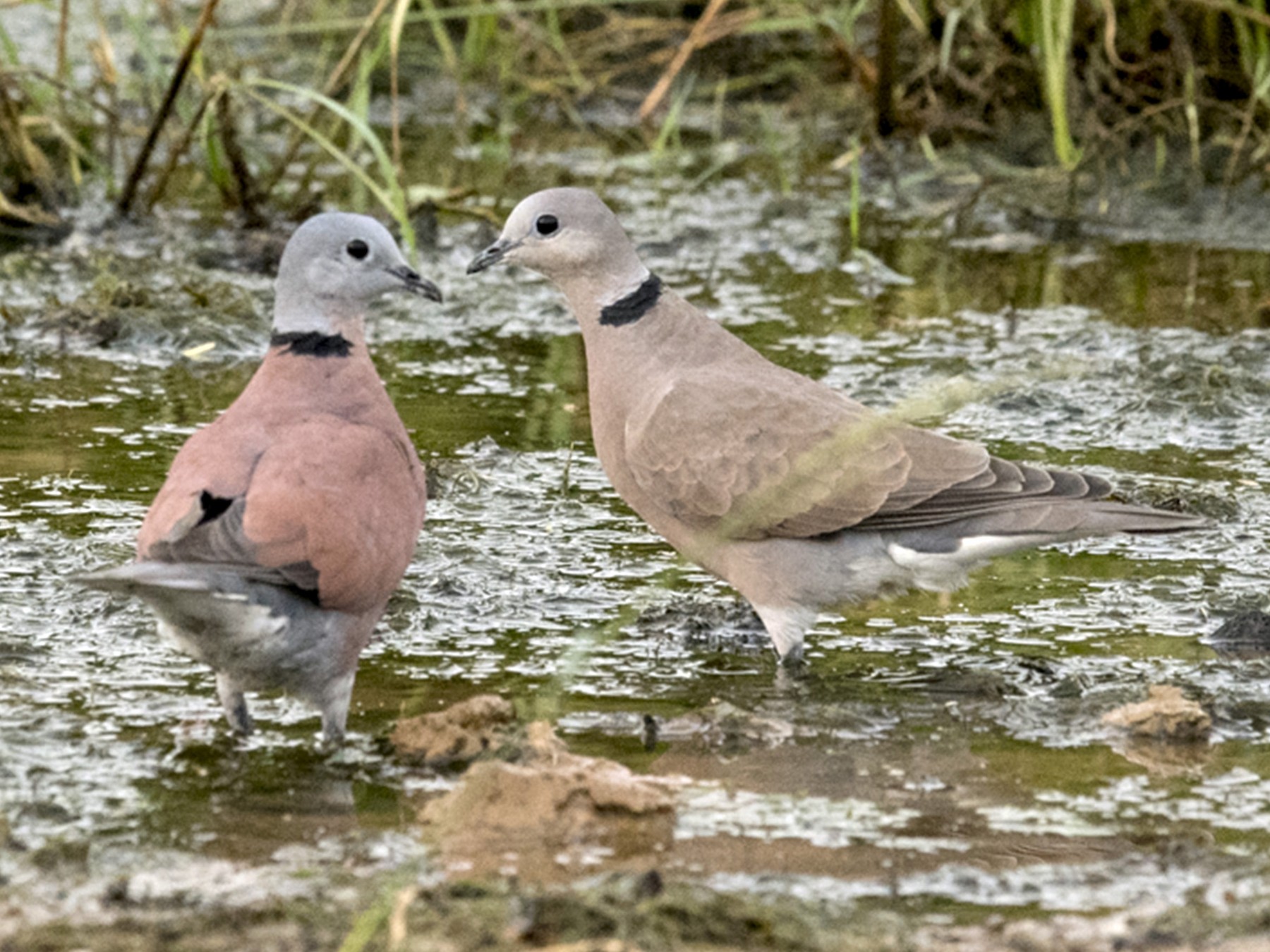Red CollaredDove eBird