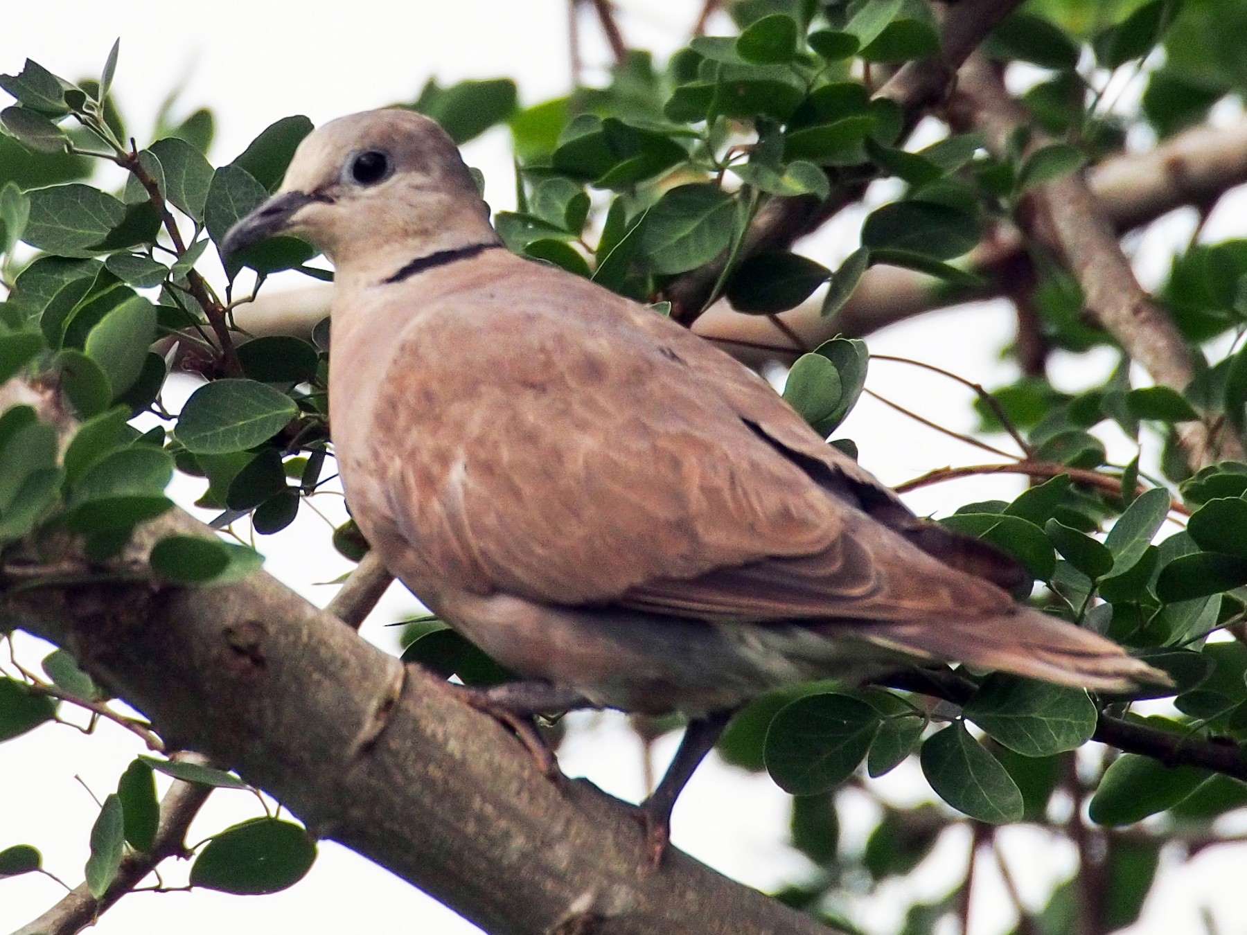 Red Collared-Dove - Joost Foppes