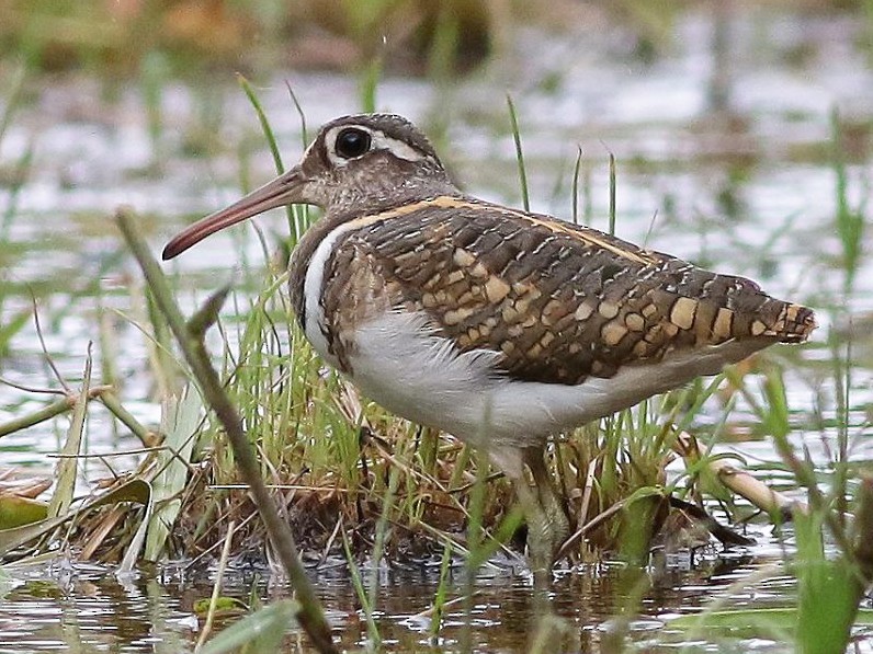 Greater Painted-Snipe - Robert Chiang
