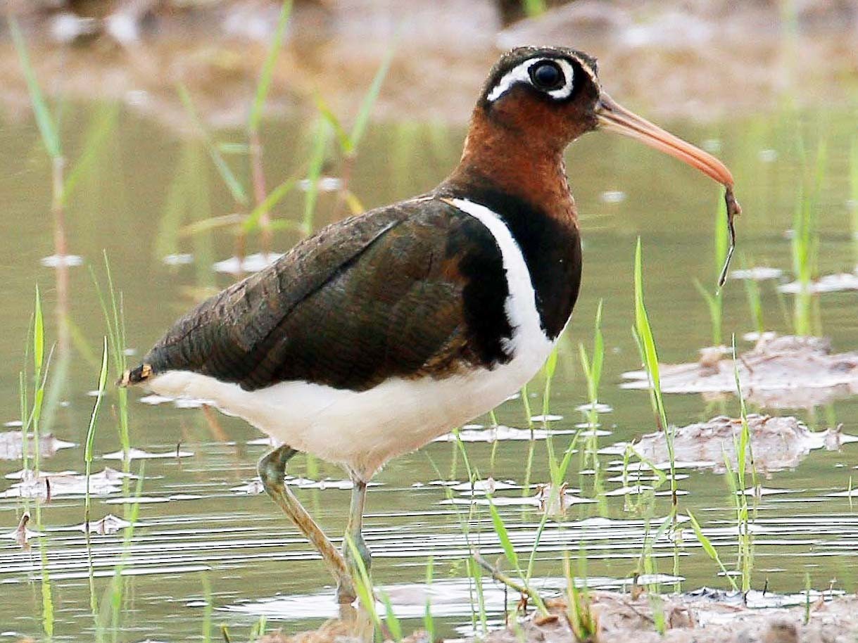 Greater Painted-Snipe - Neoh Hor Kee