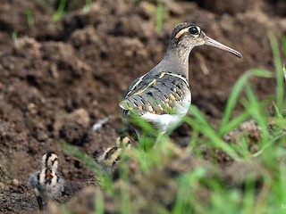 Самец и молодая птица - Saurabh Agrawal - ML85869341
