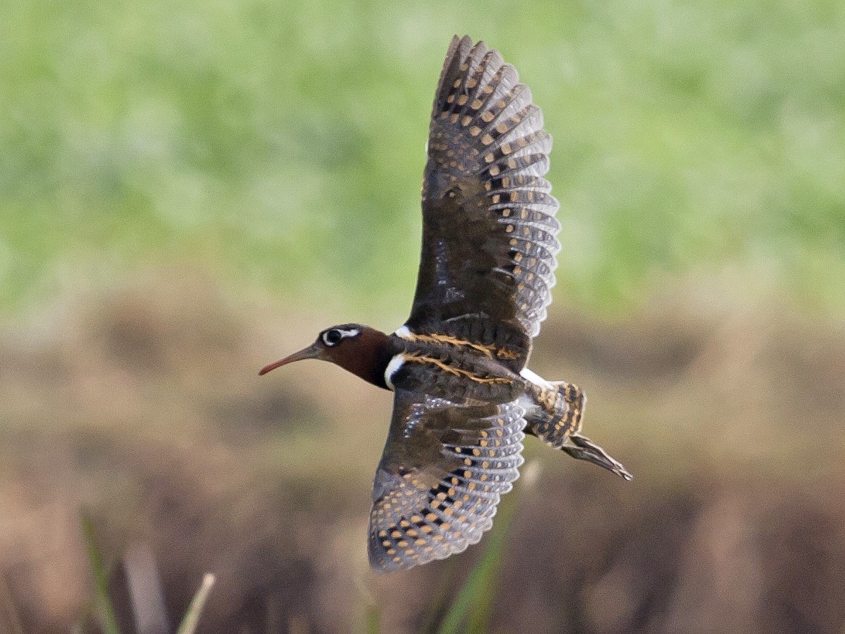 Greater Painted-Snipe - Rob Martin